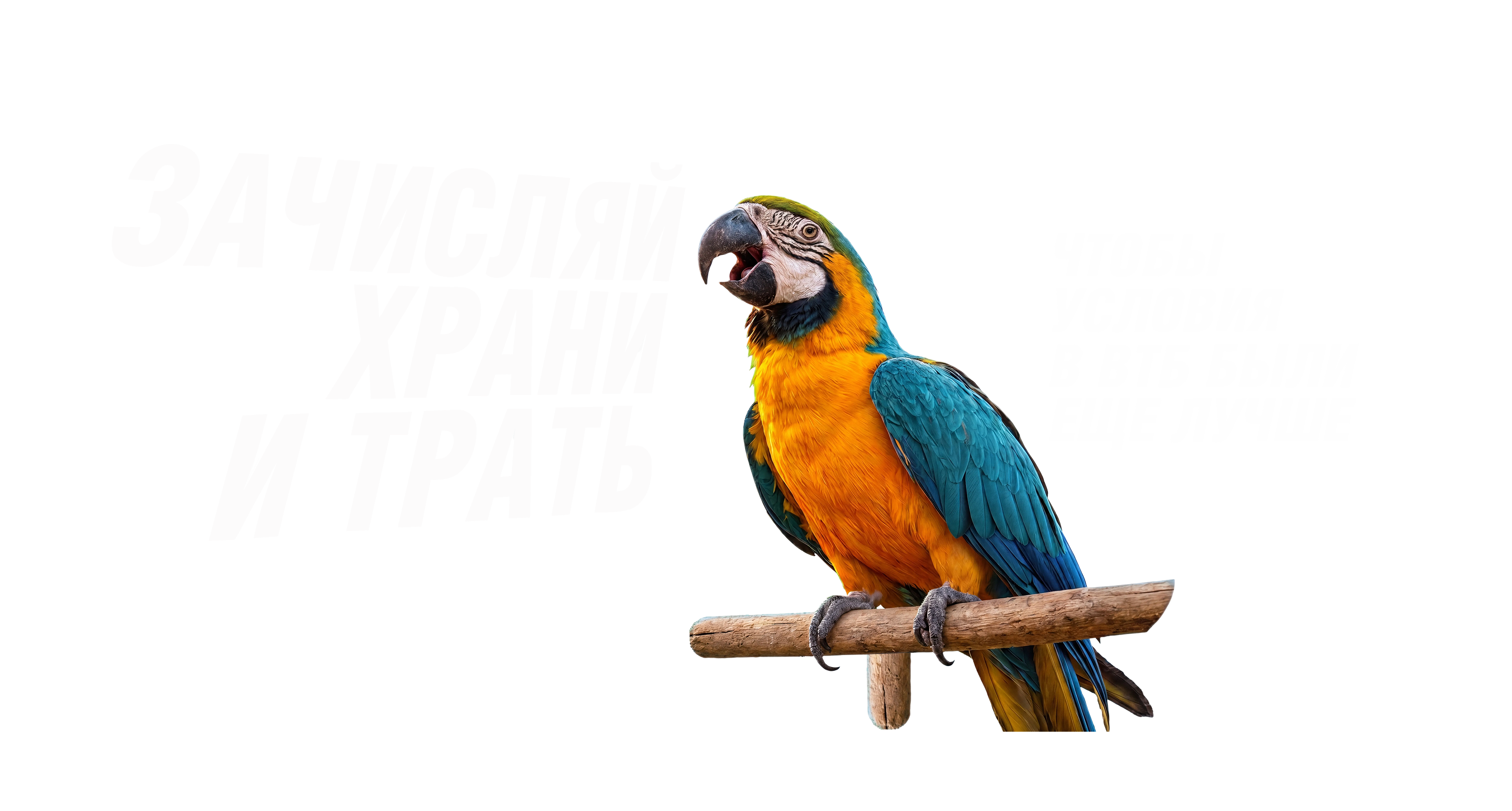 Попугай